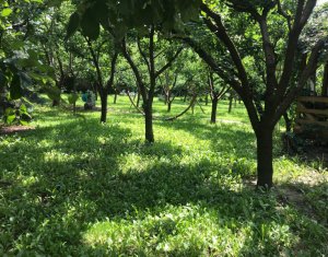Ház 5 szobák kiadó on Cluj-napoca, Zóna Grigorescu