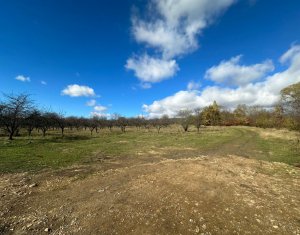 Teren Dambu Rotund 4750 mp, intravilan, UTR TDA_L, posibilitate investitie