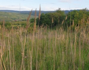 Terrain à vendre dans Cluj-napoca, zone Sopor