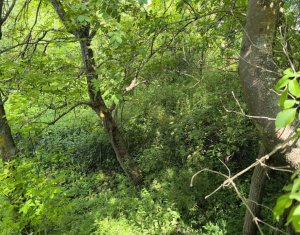 Holiday houses for sale in Filea De Jos