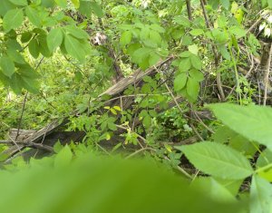 Holiday houses for sale in Filea De Jos