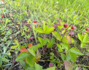 Casa de vacanta, cu lac, 5640 mp teren, Huta, com. Chiuiesti, jud. Cluj