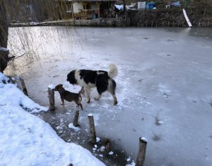 Casa de vacanta, cu lac, 5640 mp teren, Huta, com. Chiuiesti, jud. Cluj
