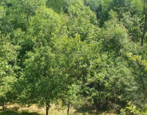 Terrain à vendre dans Feleacu