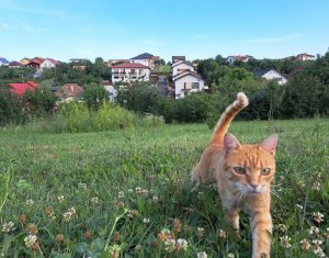 Telek eladó on Dezmir