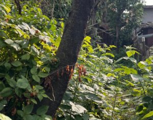 Maison 3 chambres à vendre dans Cluj-napoca, zone Iris