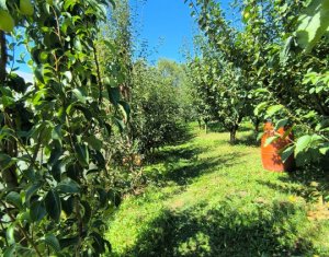 Maison 5 chambres à vendre dans Chinteni