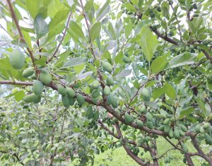 Maison 5 chambres à vendre dans Chinteni