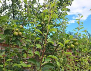 Maison 5 chambres à vendre dans Chinteni