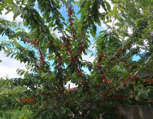 Maison 5 chambres à vendre dans Chinteni