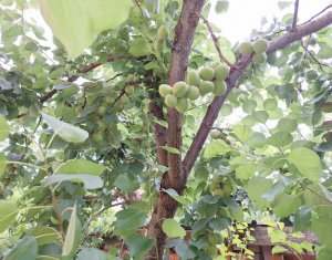 Maison 5 chambres à vendre dans Chinteni