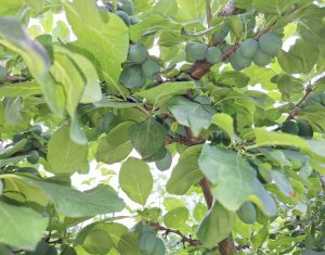 Maison 5 chambres à vendre dans Chinteni