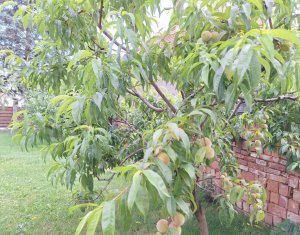 Maison 5 chambres à vendre dans Chinteni