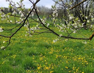 , 3500m2 on Martinesti