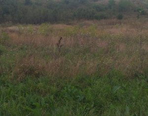 Terrain à vendre dans Corpadea