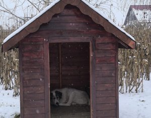 Ház 22 szobák eladó on Caseiu