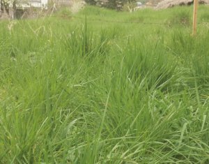 Terrain à vendre dans Feleacu, zone Centru