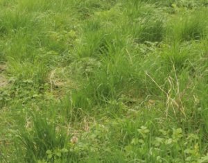 Terrain à vendre dans Feleacu, zone Centru
