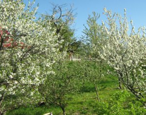 Ház 5 szobák eladó on Feleacu