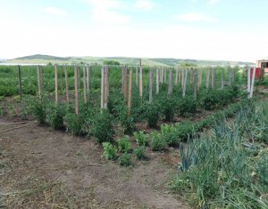 Ház 11 szobák eladó on Jucu De Sus