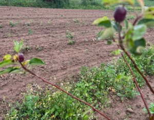 Telek eladó on Saliste