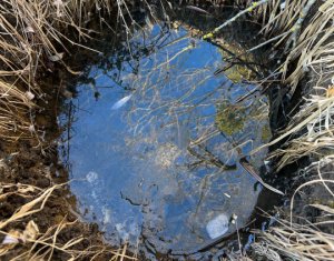 Telek eladó on Saliste