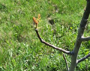 Teren extravilan 2000 mp, împrejmuit, panoramă superbă – Sălicea (Cluj)