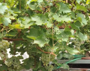 Casa cu teren generos, terasa, parcare si gradina - cartier Iris