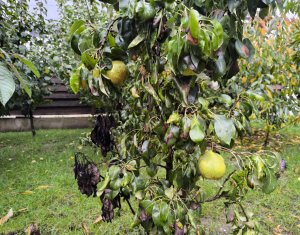 Ház 5 szobák eladó on Apahida