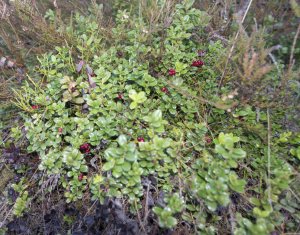 Se vinde teren cat un munte in Apuseni - Poiana Horea