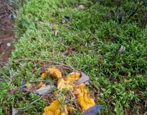 Se vinde teren cat un munte in Apuseni - Poiana Horea