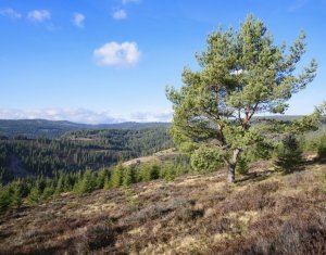 Se vinde teren cat un munte in Apuseni - Poiana Horea
