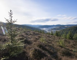Se vinde teren cat un munte in Apuseni - Poiana Horea