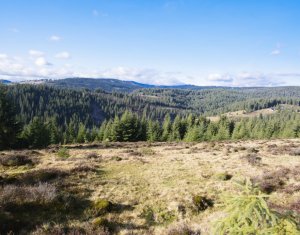 Se vinde teren cat un munte in Apuseni - Poiana Horea