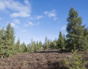 Se vinde teren cat un munte in Apuseni - Poiana Horea