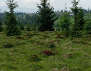 Vanzare Teren – Risca, Comuna Belis