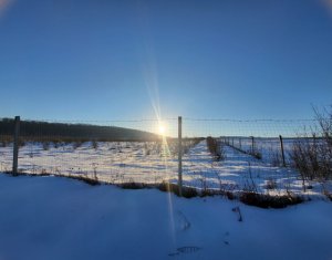Teren nucifer cu plantatie de aluni, sat Frata, jud. Cluj
