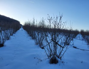 Teren nucifer cu plantatie de aluni, sat Frata, jud. Cluj