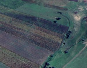 Teren nucifer cu plantatie de aluni, sat Frata, jud. Cluj