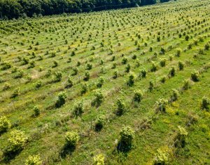 Teren nucifer cu plantatie de aluni, sat Frata, jud. Cluj