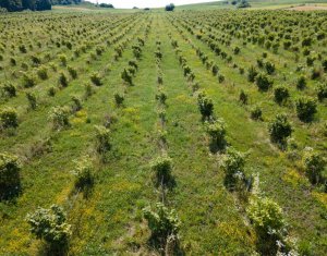 Teren nucifer cu plantatie de aluni, sat Frata, jud. Cluj