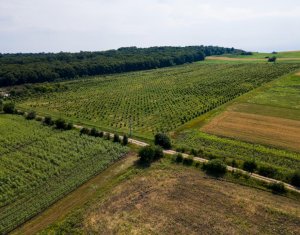 Teren nucifer cu plantatie de aluni, sat Frata, jud. Cluj