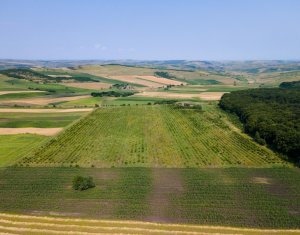 Teren nucifer cu plantatie de aluni, sat Frata, jud. Cluj