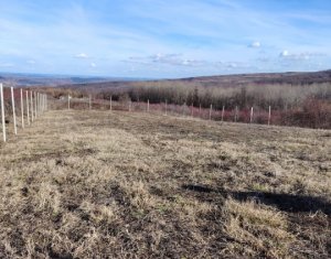 Telek eladó on Chinteni