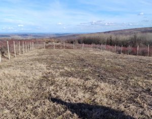 Telek eladó on Chinteni