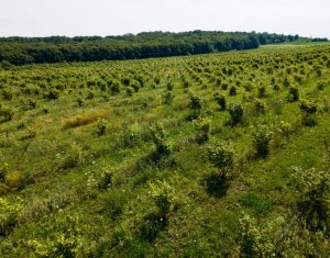 Telek eladó on Frata