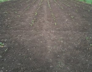 Maison 3 chambres à vendre dans Floresti