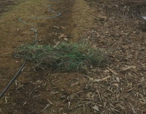 Maison 3 chambres à vendre dans Floresti