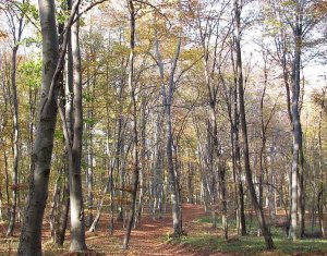 Land for sale in Feleacu