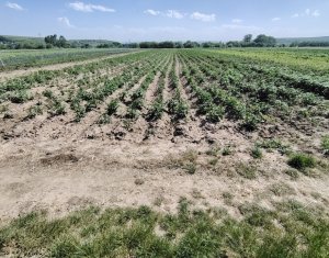 Terrain à vendre dans Jucu De Mijloc